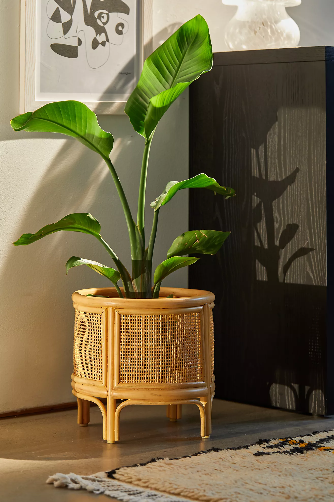 Rattan 12